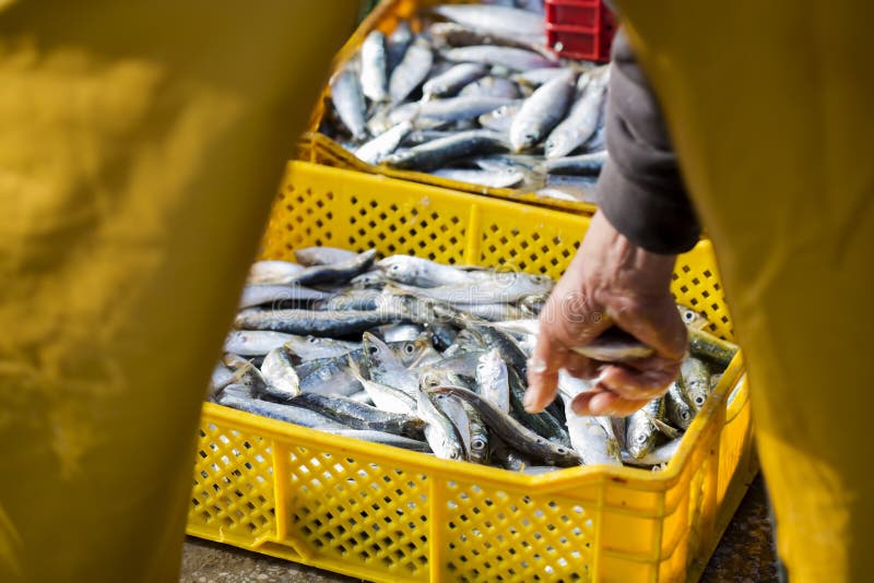 Mano di un uomo che immette sardine sul mercato della pesca essaouira marocco fotografia stock