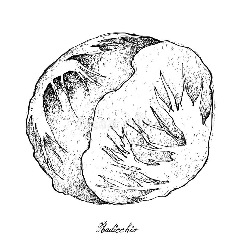 Mano dibujada del Radicchio fresco en el fondo blanco ilustración del vector