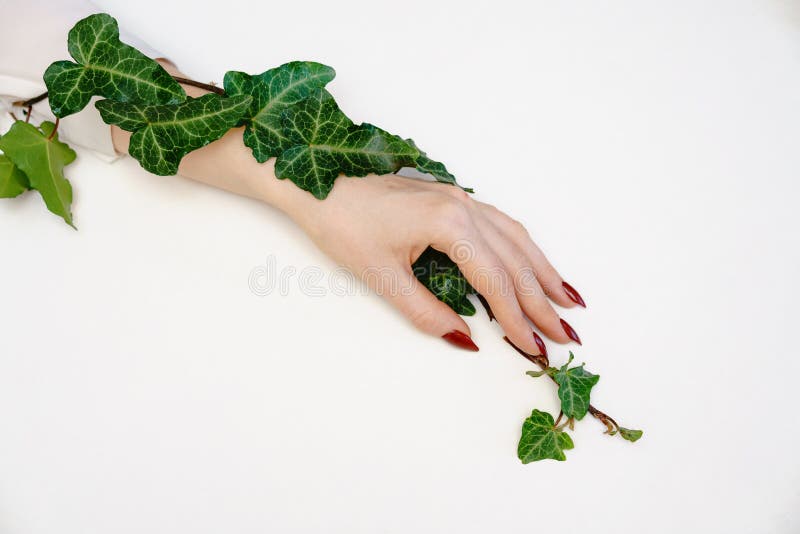Mano femenina hermosa que miente en el fondo blanco con la ramita con las hojas verdes, concepto del cuidado de la mano fotos de archivo libres de regalías Mano femenina hermosa que miente en el fondo blanco con la ramita con las hojas verdes, concepto del cuidado de la mano fotos de archivo libres de regalías