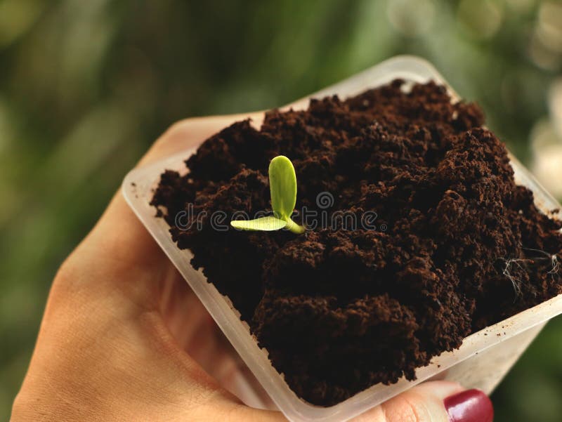 Mano femenina Manicured que sostiene la taza plástica cuadrada de planta que crece en el café - fondo verde natural imágenes de archivo libres de regalías Mano femenina Manicured que sostiene la taza plástica cuadrada de planta que crece en el café - fondo verde natural imágenes de archivo libres de regalías