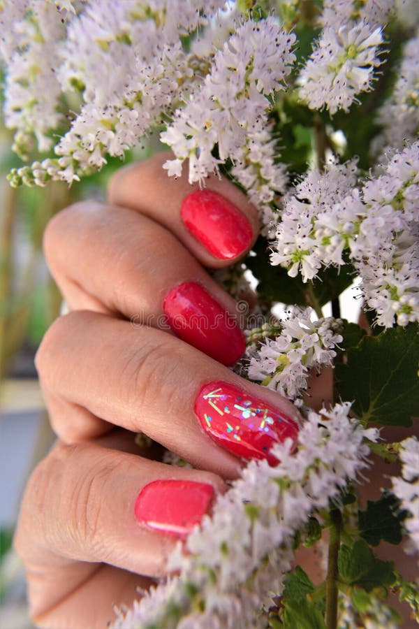 Mano femmina e fiori bianchi di commiphora myrha immagine stock