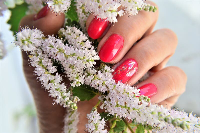 Mano femminile con chiodi dipinti e delicati fiori di commiphora myrrha fotografia stock