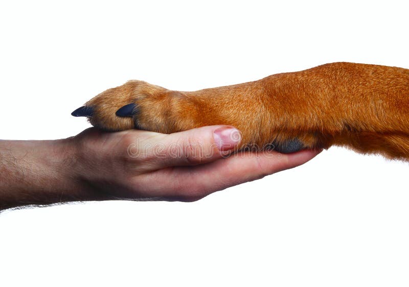 Mano humana sujetando pezuña de perro sobre blanco