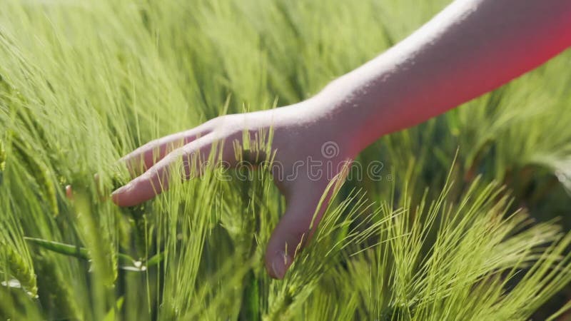 Mano joven hembra cepillado sobre los orejas de cereales verdes en crecimiento se cierran