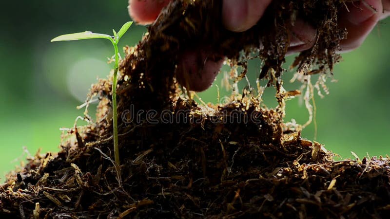 Mano maschio che tiene il concime dell'azienda agricola al giovane albero