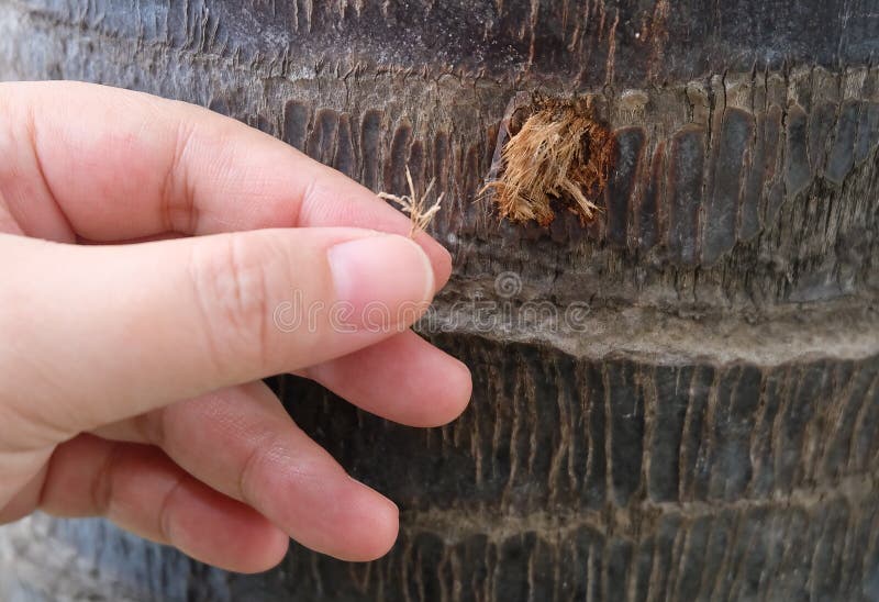 Mano para tomar el cuidado de la palmera imágenes de archivo libres de regalías Mano para tomar el cuidado de la palmera imágenes de archivo libres de regalías