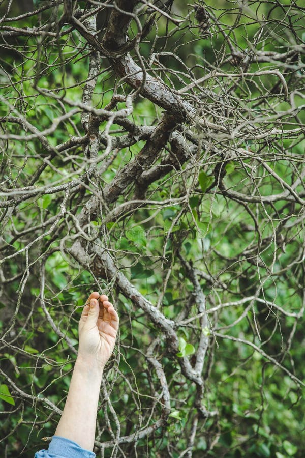 Mano que llega a las ramas más altas de un árbol imágenes de archivo libres de regalías Mano que llega a las ramas más altas de un árbol imágenes de archivo libres de regalías