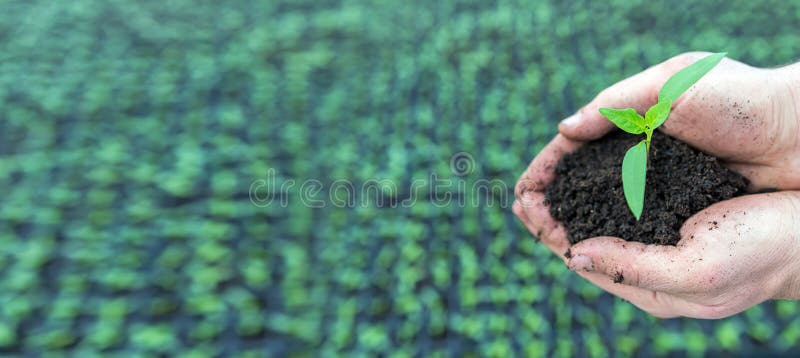Mano que sostiene el almácigo verde foto de archivo Mano que sostiene el almácigo verde foto de archivo