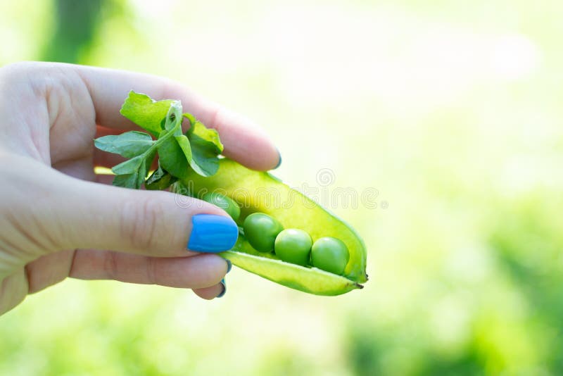 Mano sosteniendo guisantes frescos en la vaina de fondo verde. Mano sujetando arvejas frescas en la vaina con fondo de bokek verde