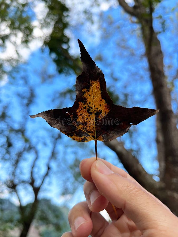 Mano sosteniendo una hoja de otoño vibrante con patrones intrincados ilustración del vector
