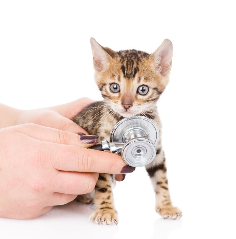 Mano veterinaria che esamina un gattino del Bengala Isolato immagine stock Mano veterinaria che esamina un gattino del Bengala Isolato immagine stock