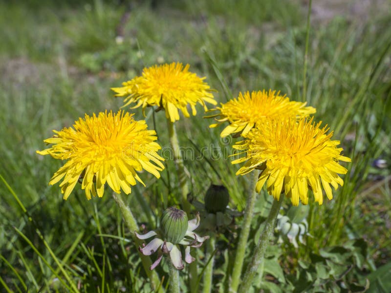 Manojo de cierre macro encima del diente de león amarillo en la hierba verde enorme, foco selectivo foto de archivo Manojo de cierre macro encima del diente de león amarillo en la hierba verde enorme, foco selectivo foto de archivo