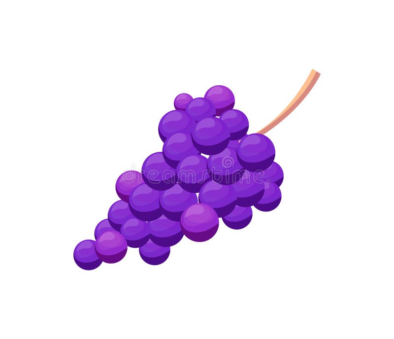 Manojo de ejemplo púrpura del vector de la uva aislado en el fondo blanco Fruta azul madura con las bayas sabrosas, postre orgánico sano, bocado delicioso del vino
