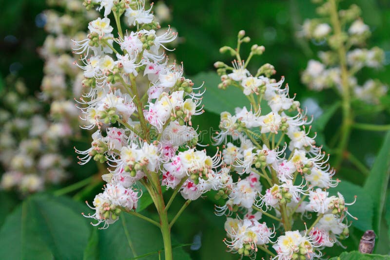 Manojo de flores blancas del árbol de la castaña de Indias f fotos de archivo libres de regalías Manojo de flores blancas del árbol de la castaña de Indias f fotos de archivo libres de regalías