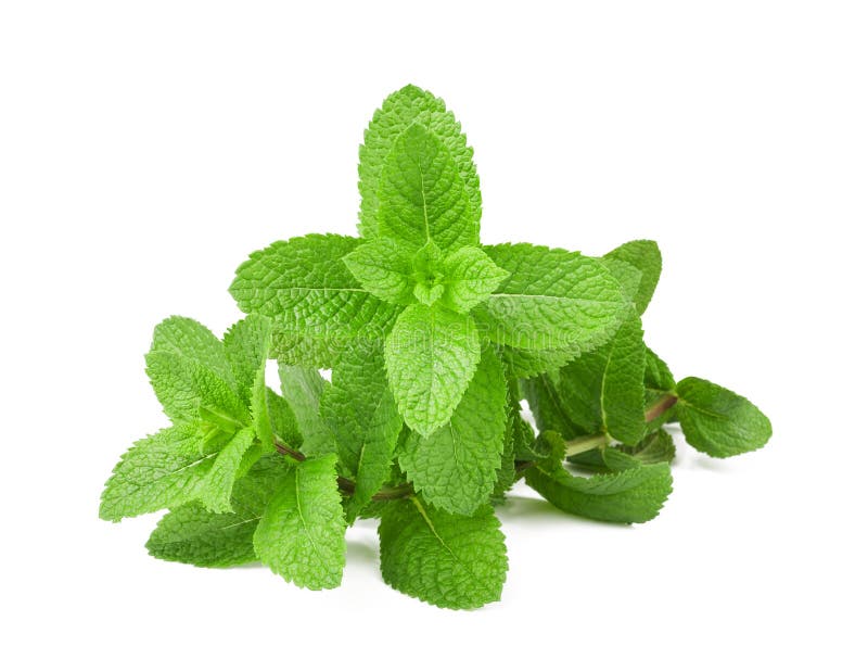 Manojo de la menta fresca foto de archivo libre de regalías