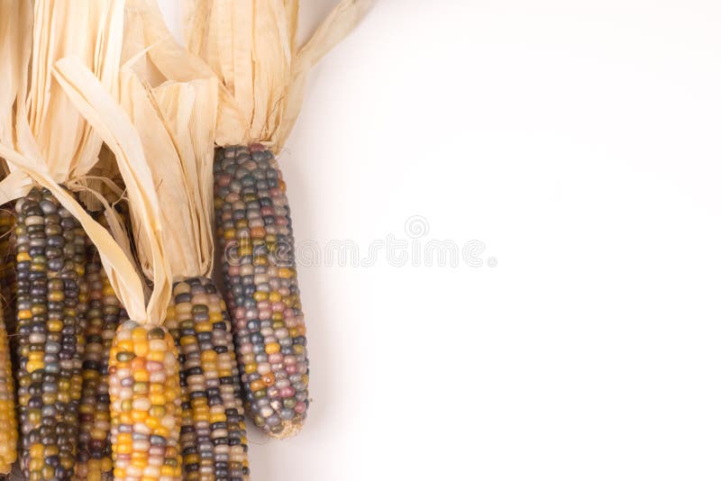 Manojo de maíz en la mazorca multicolor secado orgánico listo para hacer estallar las palomitas o la arena fotos de archivo libres de regalías Manojo de maíz en la mazorca multicolor secado orgánico listo para hacer estallar las palomitas o la arena fotos de archivo libres de regalías