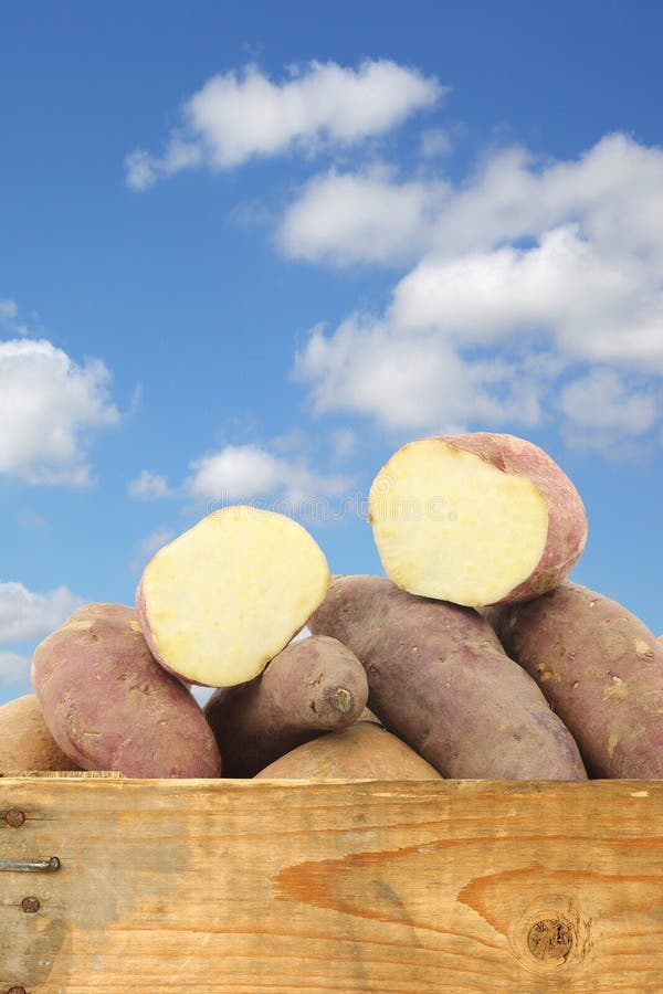 Manojo de patatas dulces mezcladas y un corte uno en un cajón de madera foto de archivo Manojo de patatas dulces mezcladas y un corte uno en un cajón de madera foto de archivo