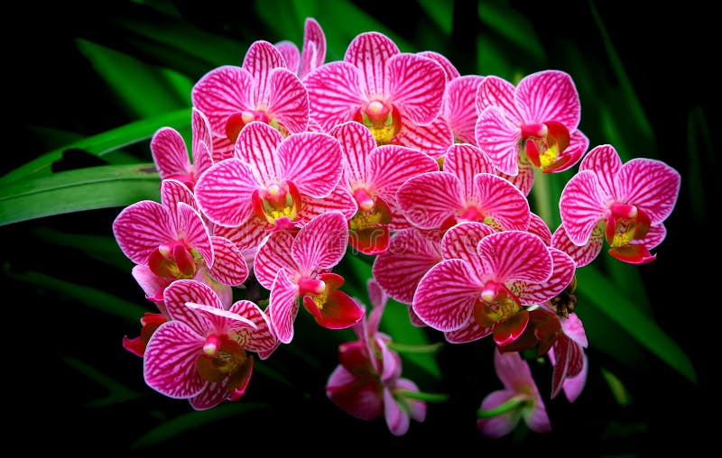 Manojo de pequeñas orquídeas rosadas del phalaenopsis