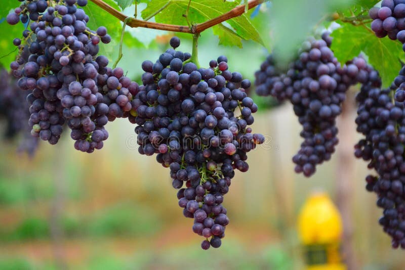 Manojo de uvas imágenes de archivo libres de regalías Manojo de uvas imágenes de archivo libres de regalías