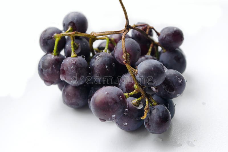 Manojo de uvas azules aisladas en el fondo blanco foto de archivo libre de regalías Manojo de uvas azules aisladas en el fondo blanco foto de archivo libre de regalías