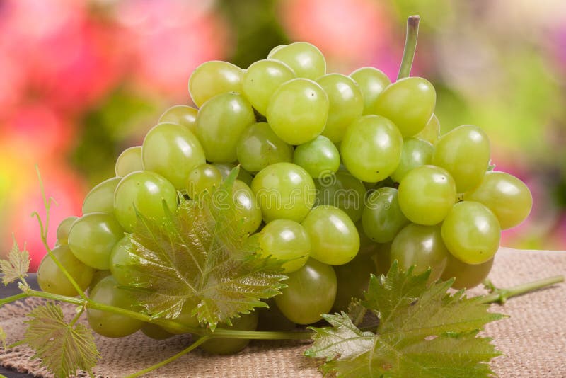 Manojo de uvas verdes en harpillera con un fondo borroso imágenes de archivo libres de regalías