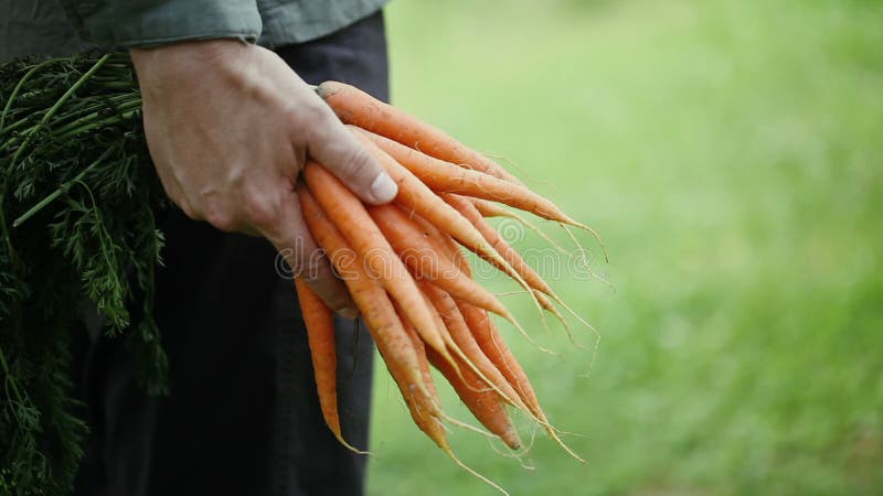 Manojo de zanahorias orgánicas en una mano de los granjeros almacen de metraje de vídeo