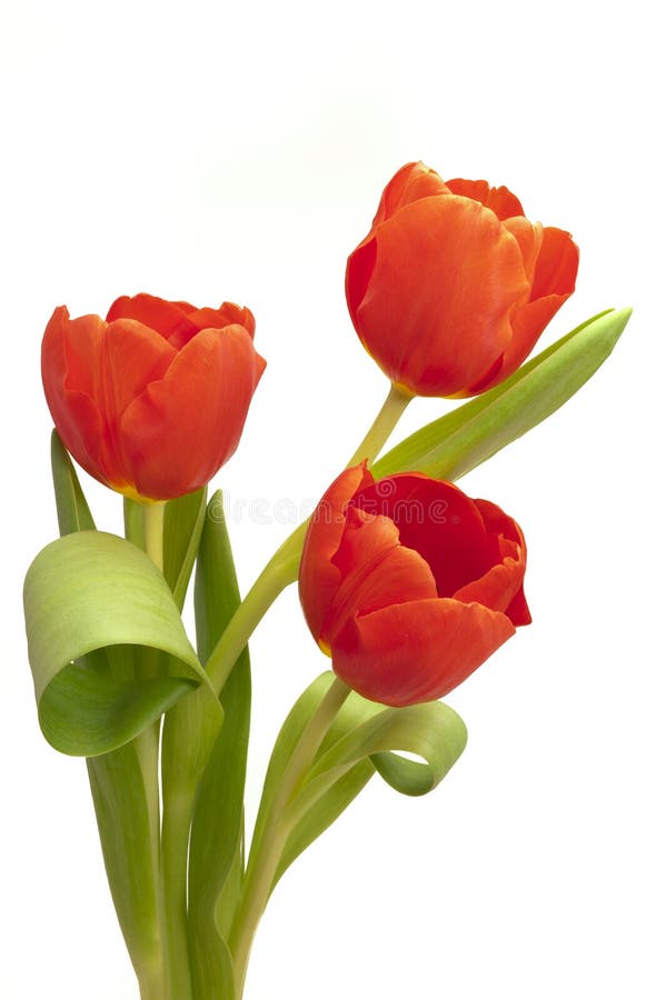 Manojo del tulipán de Pascua