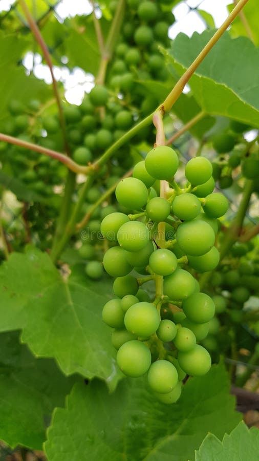 Manojo inmaduro de primer verde redondo de las uvas foto de archivo Manojo inmaduro de primer verde redondo de las uvas foto de archivo