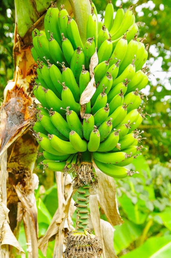 Manojo verde de plátanos del llantén en el árbol El plátano del llantén es una fruta de la delicadeza común en la dieta latinoame foto de archivo libre de regalías Manojo verde de plátanos del llantén en el árbol El plátano del llantén es una fruta de la delicadeza común en la dieta latinoame foto de archivo libre de regalías