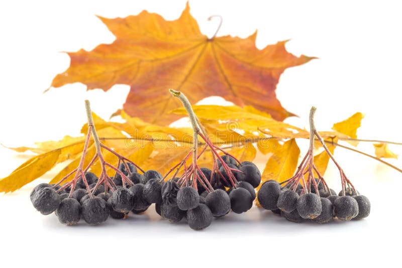 Manojos de serbal negro en las hojas de otoño imágenes de archivo libres de regalías Manojos de serbal negro en las hojas de otoño imágenes de archivo libres de regalías