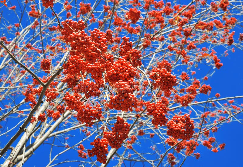 Manojos de serbal rojo en el fondo del cielo azul imagen de archivo libre de regalías Manojos de serbal rojo en el fondo del cielo azul imagen de archivo libre de regalías