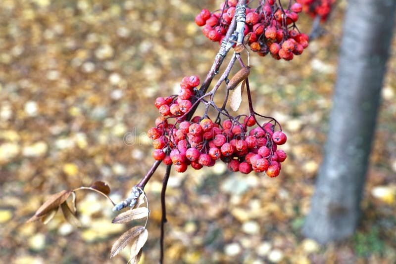 Manojos rojos de bayas de serbal en otoño imagen de archivo Manojos rojos de bayas de serbal en otoño imagen de archivo