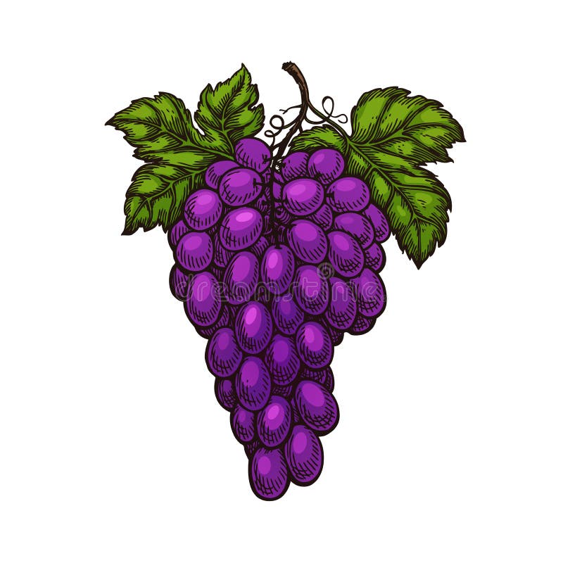 Manojos y hojas de la uva aislados Mano del bosquejo del vector dibujada libre illustration Manojos y hojas de la uva aislados Mano del bosquejo del vector dibujada libre illustration