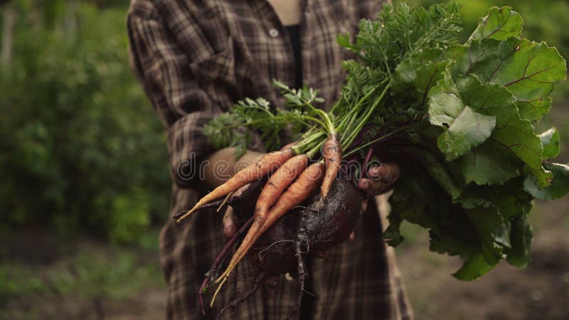 Manos de granjeros sosteniendo un puñado de zanahorias orgánicas frescas y verduras de remolacha con gotas de agua en la granja metrajes