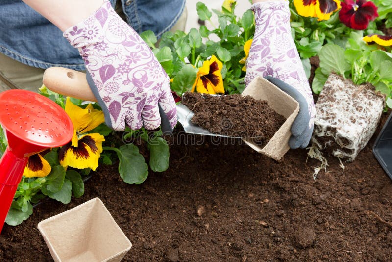 Manos de la mujer del jardinero que ponen el suelo en una maceta de papel Establecimiento de la flor del pensamiento de la primav imagenes de archivo Manos de la mujer del jardinero que ponen el suelo en una maceta de papel Establecimiento de la flor del pensamiento de la primav imagenes de archivo