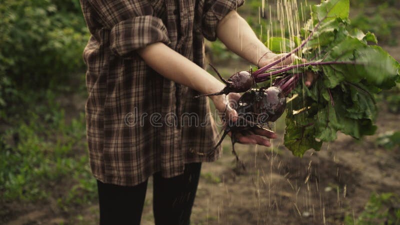 Manos de las mujeres que sostienen un manojo de verduras orgánicas frescas de las remolachas