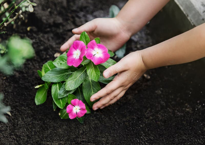 Manos de los niños alrededor de la planta joven verde de la flor fotografía de archivo Manos de los niños alrededor de la planta joven verde de la flor fotografía de archivo