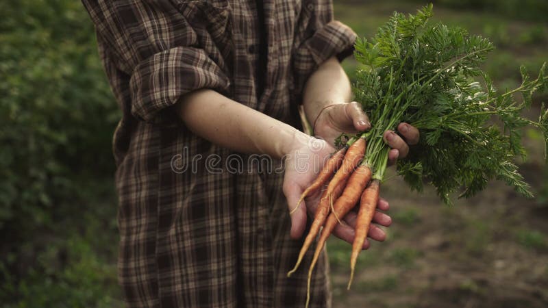 Manos del granjero que sostienen un manojo de verduras orgánicas frescas de las zanahorias con descensos del agua en granja del e almacen de video