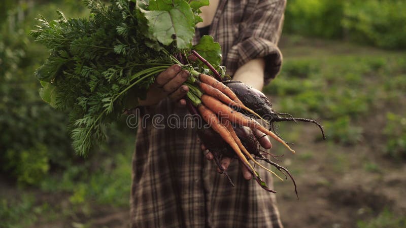 Manos del granjero que sostienen un manojo de zanahorias y de verduras orgánicas frescas de las remolachas con descensos del agua almacen de video