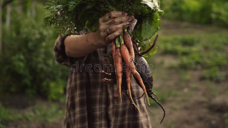 Manos del granjero que sostienen un manojo de zanahorias y de verduras orgánicas frescas de las remolachas con descensos del agua metrajes