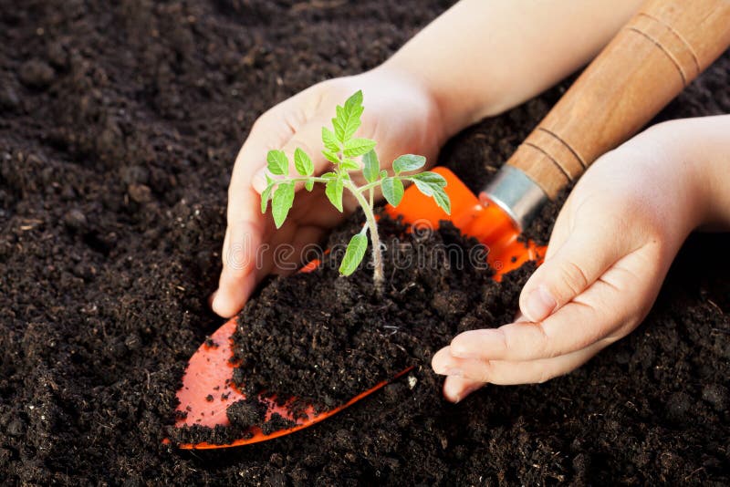 Manos del niño que protegen la planta de semillero foto de archivo Manos del niño que protegen la planta de semillero foto de archivo