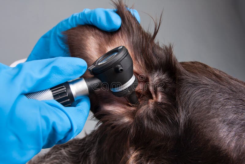 Manos del oído de examen del veterinario del perro con el otoscopio fotografía de archivo libre de regalías Manos del oído de examen del veterinario del perro con el otoscopio fotografía de archivo libre de regalías