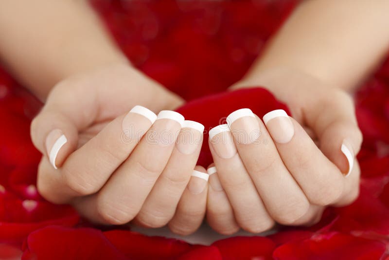 Manos naturales francesas de la manicura que detienen a Rose Petals roja foto de archivo libre de regalías Manos naturales francesas de la manicura que detienen a Rose Petals roja foto de archivo libre de regalías