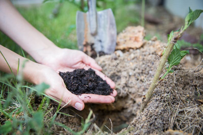 Manos que sostienen el suelo en campo agrícola foto de archivo Manos que sostienen el suelo en campo agrícola foto de archivo
