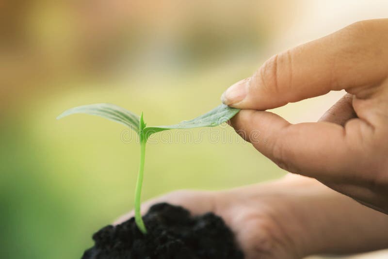 Manos que sostienen las plantas vegetales jovenes imagenes de archivo Manos que sostienen las plantas vegetales jovenes imagenes de archivo