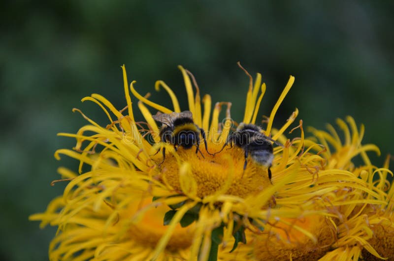 Manosee el perfil de la abeja en la flor verde y p?rpura foto de archivo libre de regalías Manosee el perfil de la abeja en la flor verde y p?rpura foto de archivo libre de regalías