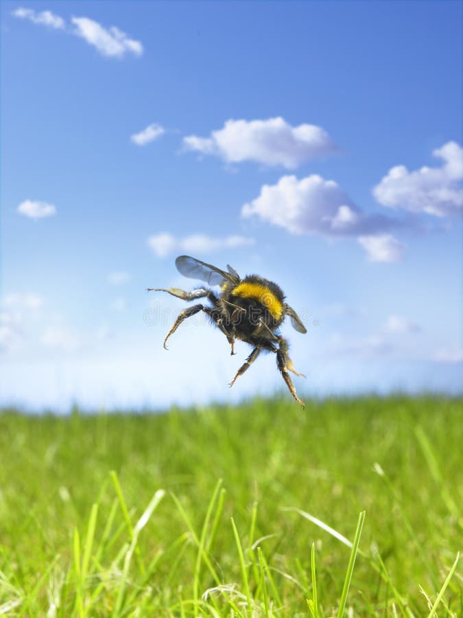 Bumble bee flying over meadow. Bumble bee flying over meadow