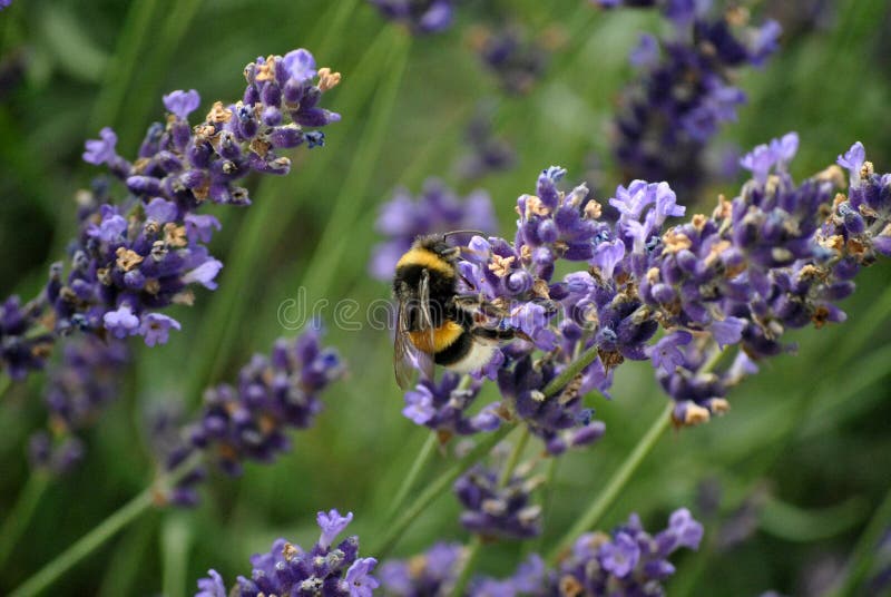 Manosee la abeja en arbusto de la lavanda fotografía de archivo libre de regalías Manosee la abeja en arbusto de la lavanda fotografía de archivo libre de regalías