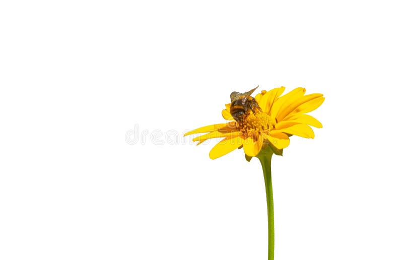 Bumble bee coolecting nectar on yellow flower daisy on white background isolated. Bumble bee coolecting nectar on yellow flower daisy on white background isolated