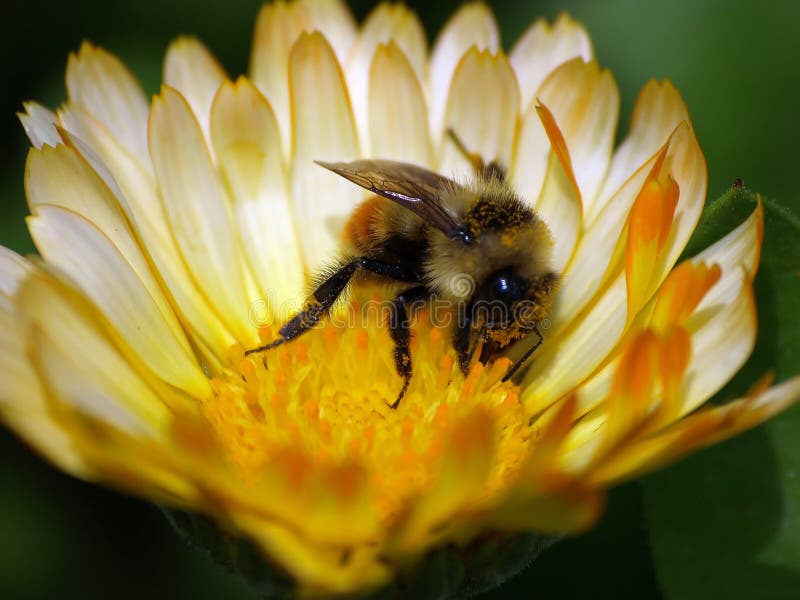 A close photograph of a bumble bee pollenating a matching colored yellow flower. A close photograph of a bumble bee pollenating a matching colored yellow flower.